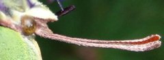 Sitronsommerfugl (Gonepteryx rhamni)