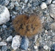 Ruby Tiger (Phragmatobia fuliginosa)