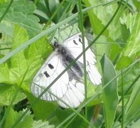Clouded Apollo (Parnassius mnemosyne)