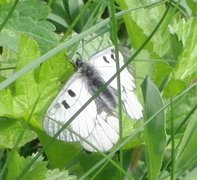 Mnemosynesommerfugl (Parnassius mnemosyne)