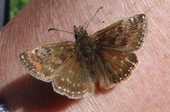 Dingy Skipper (Erynnis tages)
