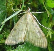 Translucent Pearl (Paratalanta hyalinalis)
