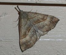 Snout (Hypena proboscidalis)