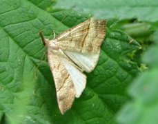 Snout (Hypena proboscidalis)