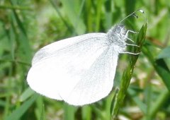 Skoghvitvinge (Leptidea sinapis)