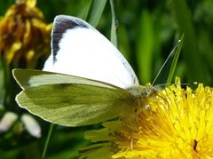 Stor kålsommerfugl (Pieris brassicae)