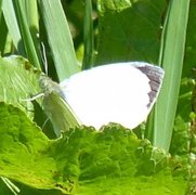 Stor kålsommerfugl (Pieris brassicae)