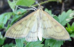 Translucent Pearl (Paratalanta hyalinalis)