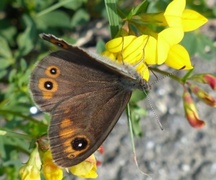 Klipperingvinge (Lasiommata maera)