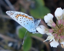 Idas blue (Plebejus idas)