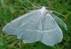 Løvskogmåler (Campaea margaritaria)