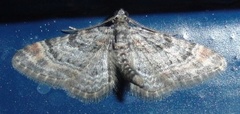 Double-striped Pug (Gymnoscelis rufifasciata)