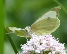 Large White (Pieris brassicae)