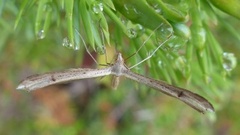 Rødknappfjærmøll (Stenoptilia bipunctidactyla)