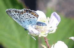 Idasblåvinge (Plebejus idas)