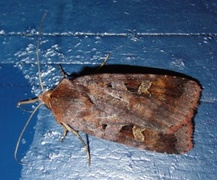 Rødfrynset teglfly (Diarsia brunnea)