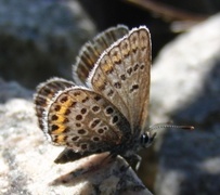 Silver-studded Blue (Plebejus argus)