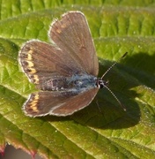 Silver-studded Blue (Plebejus argus)