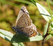 Silver-studded Blue (Plebejus argus)