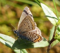 Argusblåvinge (Plebejus argus)