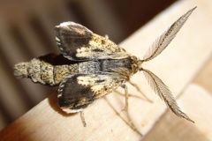 Bordered White (Bupalus piniaria)
