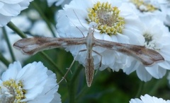 Ryllikfjærmøll (Gillmeria pallidactyla)