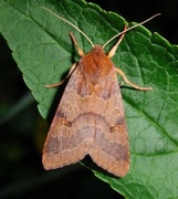 Rødt høstfly (Agrochola helvola)