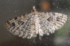 Many-plumed Moth (Alucita hexadactyla)