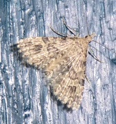 Many-plumed Moth (Alucita hexadactyla)