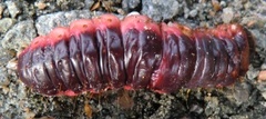 Løvtredreper (Cossus cossus)