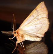 Feathered Thorn (Colotois pennaria)