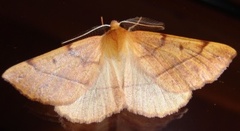 Feathered Thorn (Colotois pennaria)
