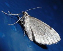 Juniper Carpet (Thera juniperata)