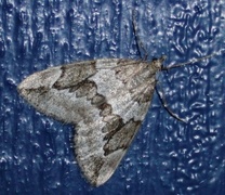 Juniper Carpet (Thera juniperata)