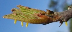 Sitronsommerfugl (Gonepteryx rhamni)