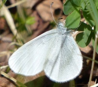 Skoghvitvinge (Leptidea sinapis)