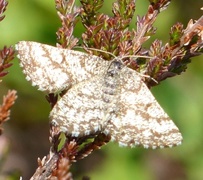 Common Heath (Ematurga atomaria)