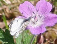 Aurorasommerfugl (Anthocharis cardamines)