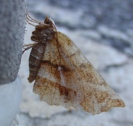 Blek månemåler (Selenia dentaria)