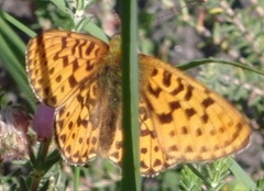Pearl-bordered Fritillary (Boloria euphrosyne)