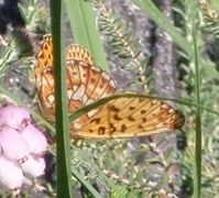 Pearl-bordered Fritillary (Boloria euphrosyne)