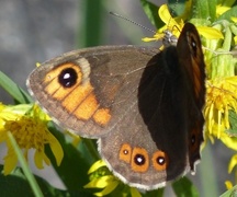 Klipperingvinge (Lasiommata maera)