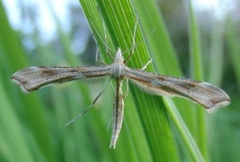 Ryllikfjærmøll (Gillmeria pallidactyla)