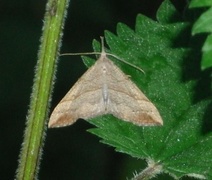 Snout (Hypena proboscidalis)