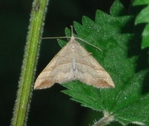 Neslenebbfly (Hypena proboscidalis)