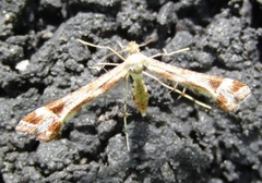 Triangle Plume (Platyptilia gonodactyla)