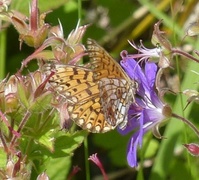 Small Pearl-bordered Fritillary (Boloria selene)