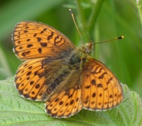 Lesser Marbled Fritillary (Brenthis ino)