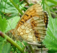 Lesser Marbled Fritillary (Brenthis ino)
