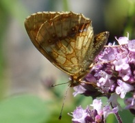 Lesser Marbled Fritillary (Brenthis ino)
